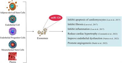 Exercise improves cardiac fibrosis by stimulating the release of endothelial progenitor cell-derived exosomes and upregulating miR-126 expression